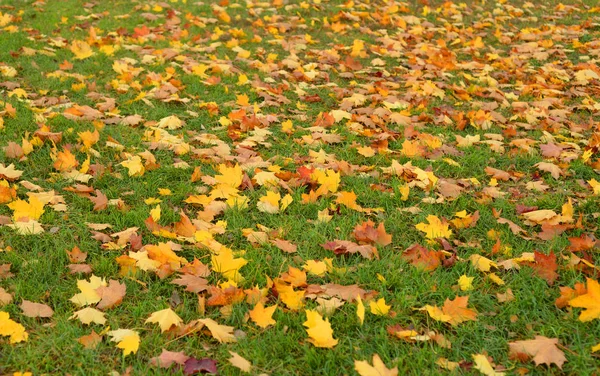 Autumn Leaves Green Grass Can Used Background — Stock Photo, Image