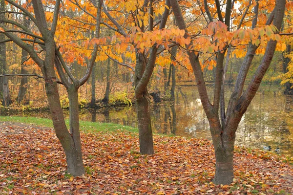俄罗斯池塘沿岸公园的秋季树木 — 图库照片