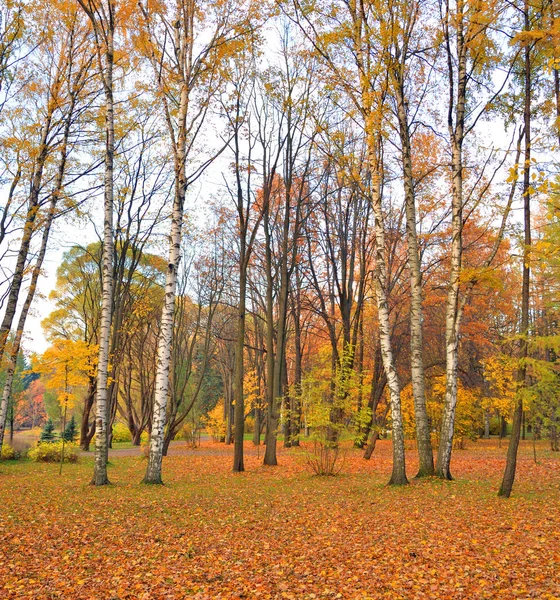 Forêt Automne Par Temps Nuageux Russie — Photo