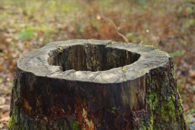 Orman yosun ile eski güdük yakın çekim.