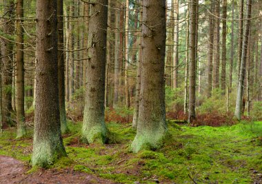 Sonbahar çam ormanda Karelya Kıstağı, Rusya Federasyonu.