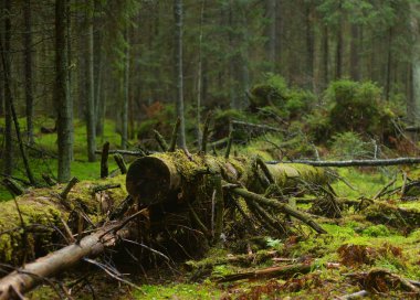 Karelya Kıstağı, Rusya içinde sonbahar günü, ormandaki düşmüş ağaç.