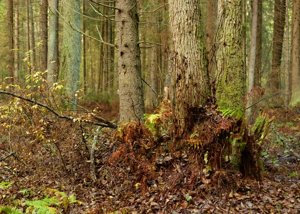 Troncs Arbres Dans Forêt Automne Dans Isthme Carélie Russie — Photo