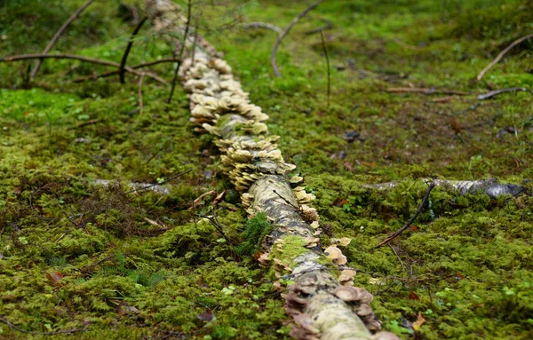 Árbol Caído Bosque Día Otoño Istmo Carelia Rusia — Foto de Stock