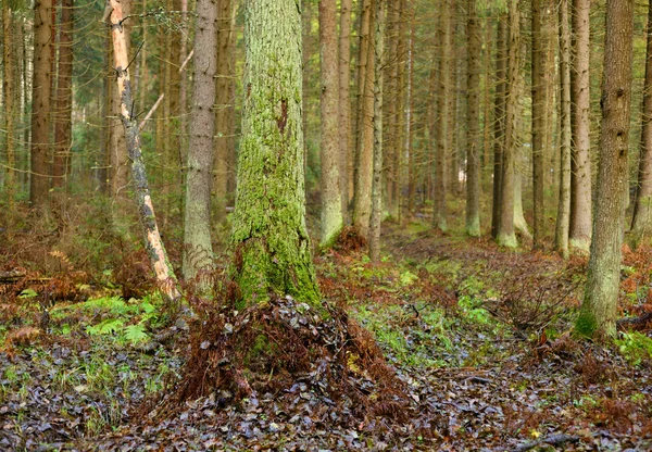 Bosque Pinos Otoño Istmo Carelia Rusia — Foto de Stock