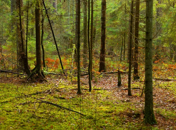 Forêt Pins Automne Dans Isthme Carélie Russie — Photo