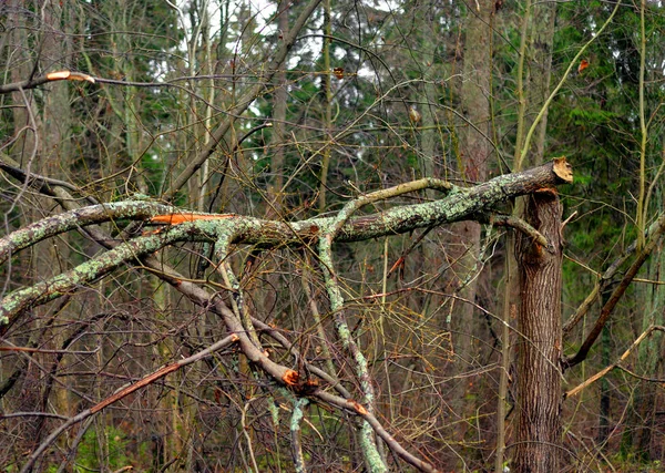 Grande Branche Arbre Brisée Dans Forêt Jour Automne Dans Isthme — Photo