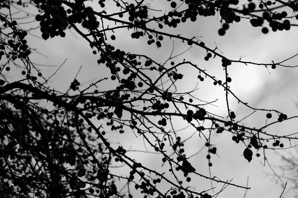 열매와 나뭇가지의 실루엣입니다 흑인과 — 스톡 사진