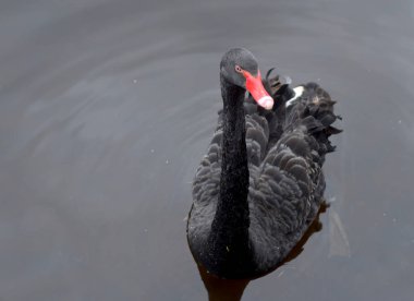 Siyah Kuğu suda yüzen kırmızı gagası ile.