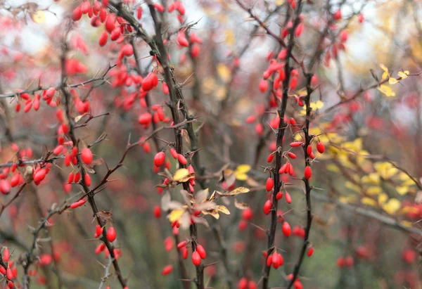 Dřišťál Bush Detailním Pádu Rozostřeného Pozadí — Stock fotografie