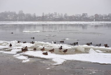 Kış gününde, Rusya Nehri üzerinde ördek.