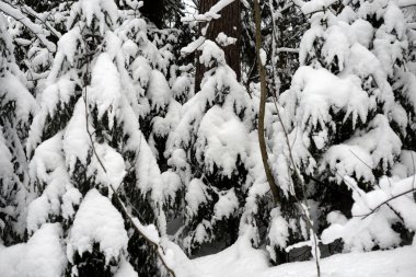 Karelya Kıstağı, Rusya'nın karla kaplı çam ağaçları.