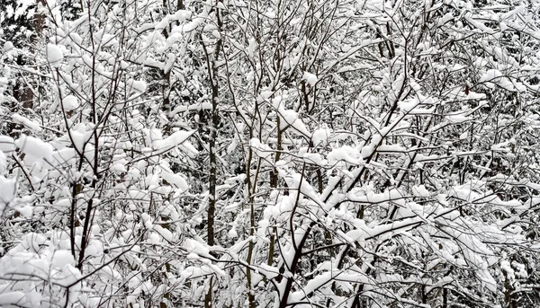 Větve Stromu Které Jsou Pokryté Sněhem Karelská Šíje Rusko — Stock fotografie