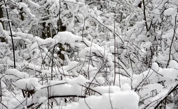 Větve Stromu Které Jsou Pokryté Sněhem Karelská Šíje Rusko — Stock fotografie
