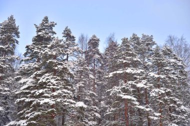 Karelya Kıstağı, Rusya'nın karla kaplı çam ağaçları.