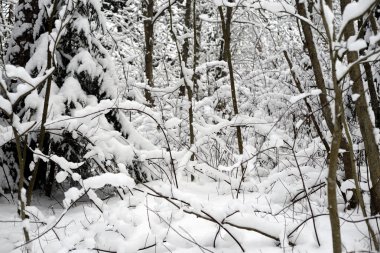 Karelya Kıstağı, Rusya'nın karla kaplı ağaç dalları.