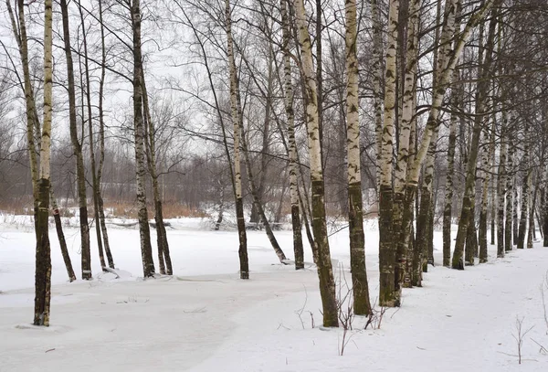 Los Abedules Invierno Costa Del Río Rusia —  Fotos de Stock