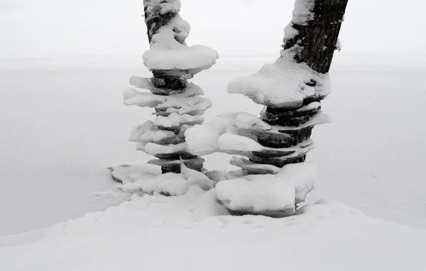Kış Ağaçlar Nehir Rusya Nın Kıyısındaki Gövdeleri — Stok fotoğraf