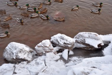 Bulut gün su üzerinde yaban ördeği.