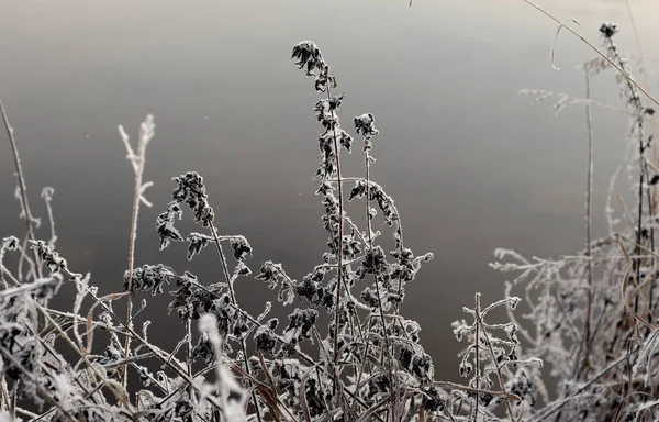 Сухая Трава Зимой Покрытая Снегом — стоковое фото