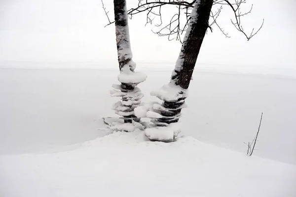 Troncos Árvores Inverno Costa Rio Rússia — Fotografia de Stock