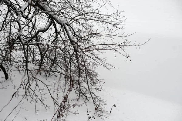 Ramas Árboles Sobre Fondo Nieve Parque Rusia —  Fotos de Stock