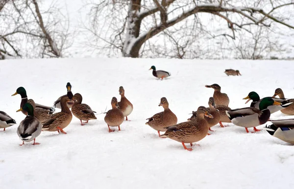 Anatre Selvatiche Sulla Neve Nel Giorno Delle Nuvole — Foto Stock