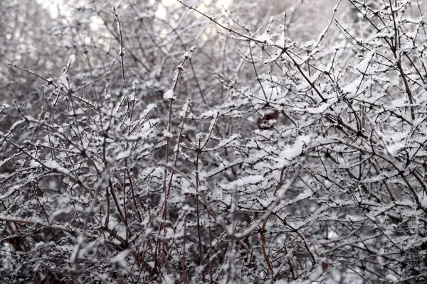 Les Branches Buisson Couvertes Neige Hiver — Photo