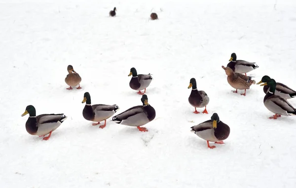 Anatre Selvatiche Sulla Neve Nel Giorno Delle Nuvole — Foto Stock