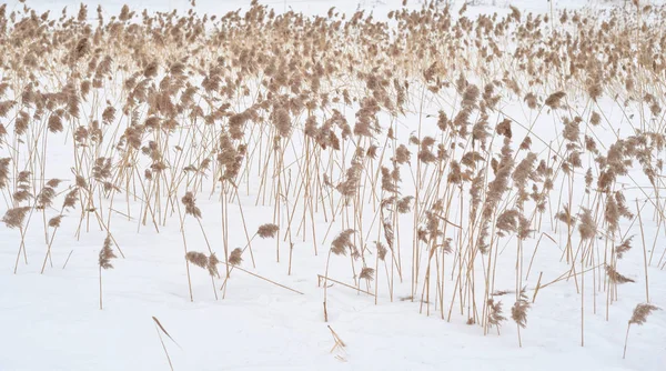 冬に雪の降る背景の草を乾燥します — ストック写真