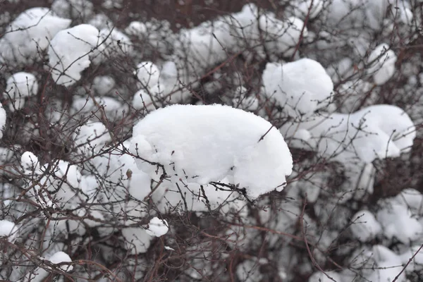 Гілки Куща Вкриті Снігом Взимку — стокове фото