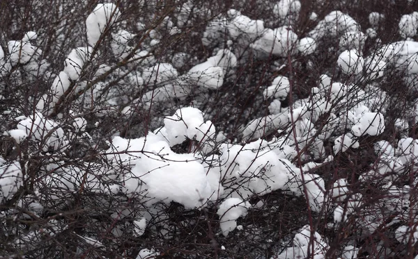 Branches Buisson Couvertes Neige Hiver — Photo