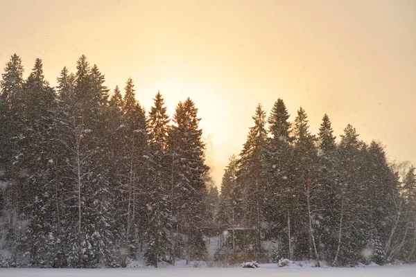 Floresta Inverno Abeto Pôr Sol Istmo Karelian Rússia — Fotografia de Stock