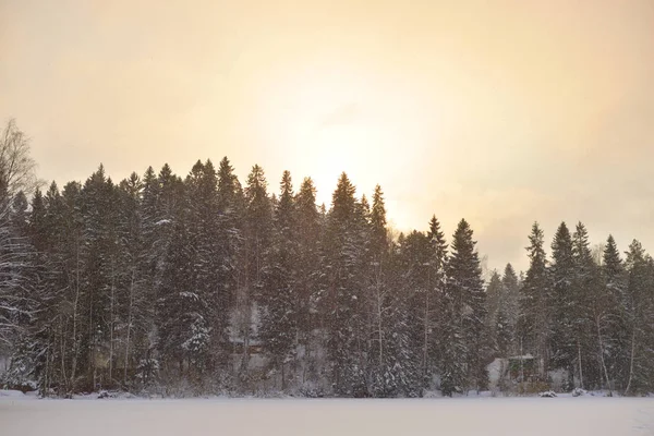 Spruce Vintern Skogen Vid Solnedgången Karelska Näset Ryssland — Stockfoto