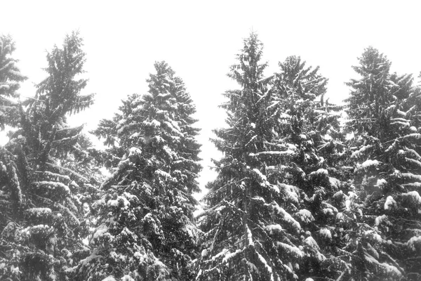 나무는 카렐리야 러시아에 눈으로 — 스톡 사진