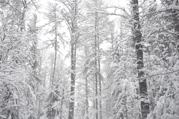 Floresta Caduca Inverno Istmo Karelian Rússia — Fotografia de Stock