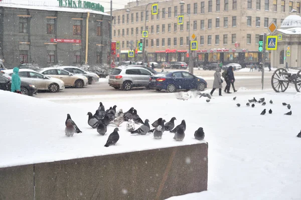 Petersburg Rosja Lutego 2018 Gołąb Ulicy Miasta Chmurze Zimowy Dzień — Zdjęcie stockowe