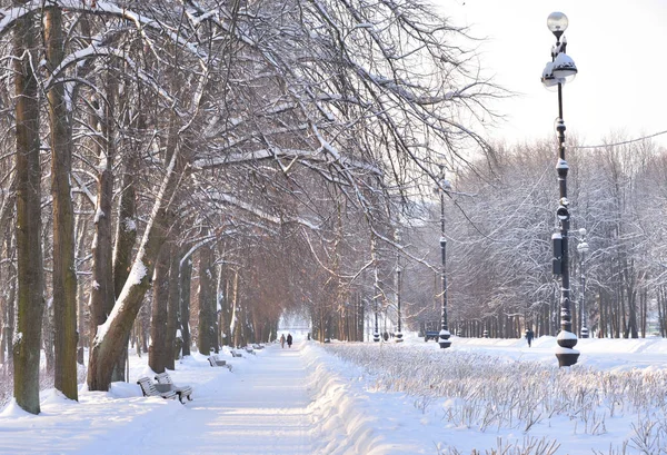 Beco Parque Inverno Primorsky Victory Park São Petersburgo Rússia — Fotografia de Stock