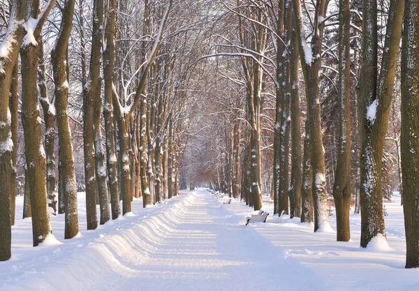 Park Alley Tél Tengermelléki Victory Park Oroszország — Stock Fotó