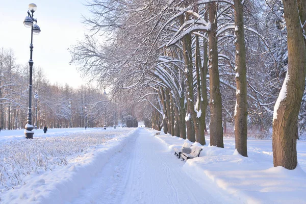 Alley Park Zimě Přímořský Park Vítězství Petrohrad Rusko — Stock fotografie