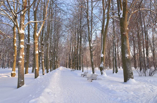 Alley Park Zimě Přímořský Park Vítězství Petrohrad Rusko — Stock fotografie