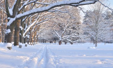 Cross country kayak parkta izler.