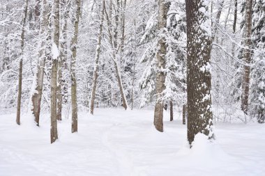 Kış Park'ta Sankt Petersburg, Rusya.