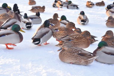 Akşam kar üzerinde yaban ördekleri yakın çekim.