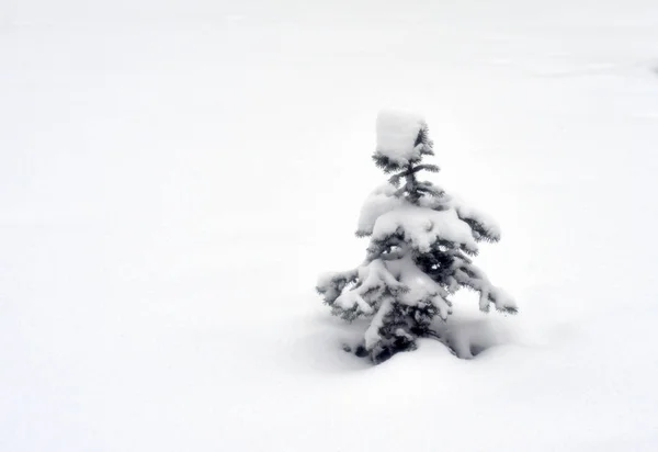 Pequeno Abeto Fundo Neve Branca — Fotografia de Stock