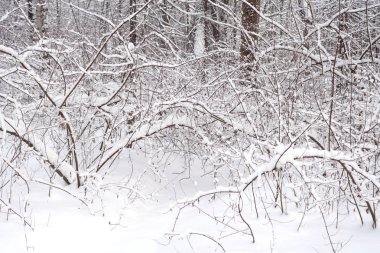 Kar kış park ormanda bulut gün kapalı..