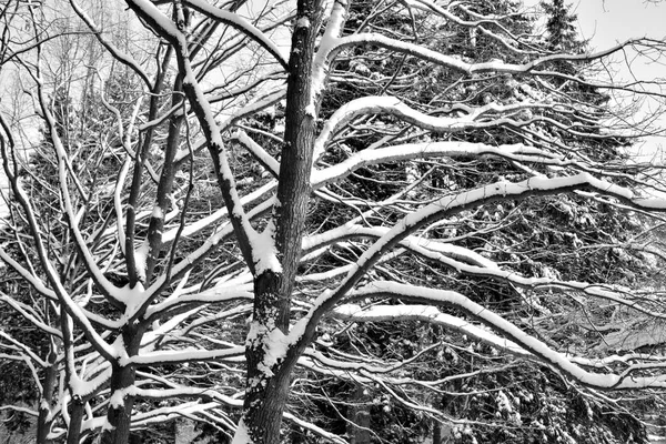 Branches Arbres Couvertes Neige Jour Hiver Noir Blanc — Photo