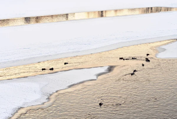 Canards sur la rivière d'hiver . — Photo