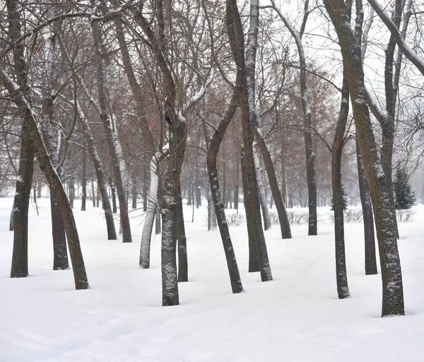 Парк зимой . — стоковое фото