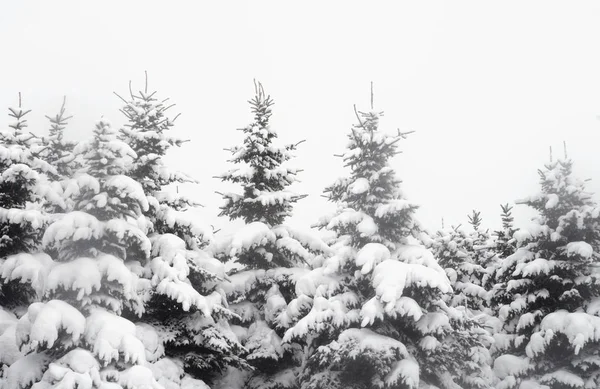 Épinettes couvertes de neige. — Photo